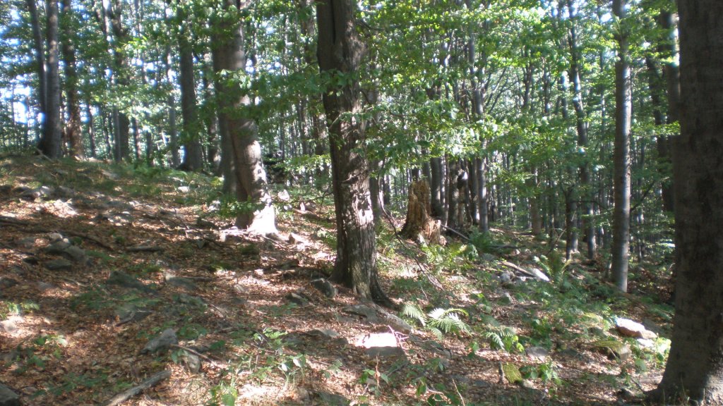 Натиснете снимката за да я уголемите

Име:P7170472.jpg
Прегледи:1
Размер:207.0 КБ
ID:5394742