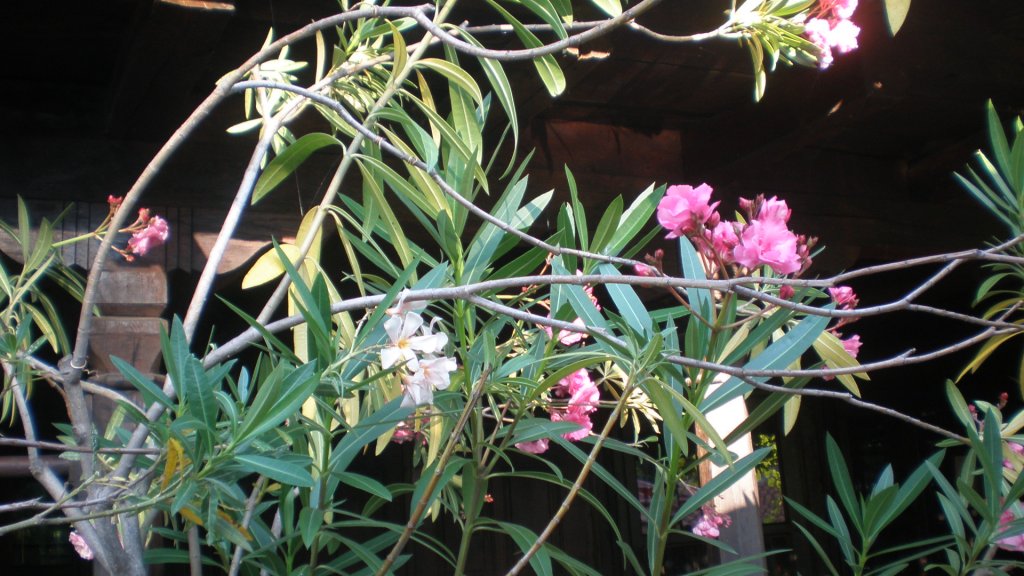 Натиснете снимката за да я уголемите

Име:P7180507.jpg
Прегледи:1
Размер:145.1 КБ
ID:5394902