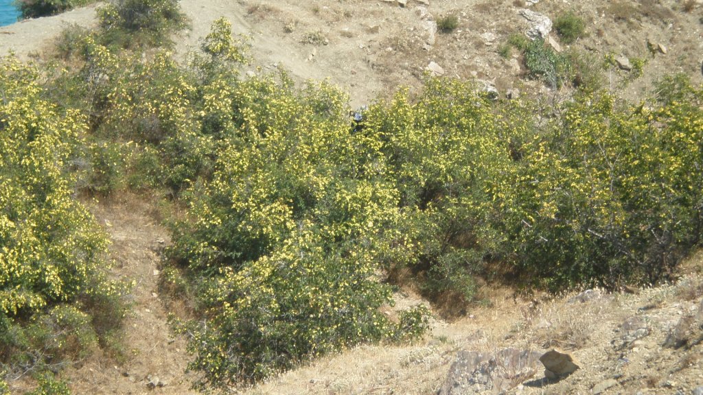 Натиснете снимката за да я уголемите

Име:P7180572.jpg
Прегледи:1
Размер:222.2 КБ
ID:5394966