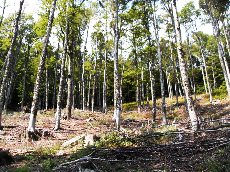 Натиснете снимката за да я уголемите

Име:SDC12975.JPG
Прегледи:1
Размер:790.2 КБ
ID:5403179