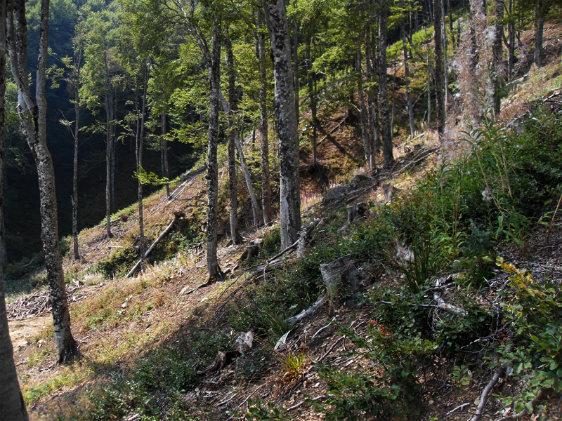 Натиснете снимката за да я уголемите

Име:SDC12983.JPG
Прегледи:1
Размер:711.0 КБ
ID:5403194