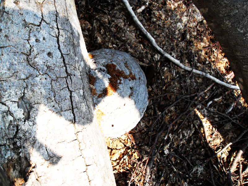 Натиснете снимката за да я уголемите

Име:SDC12979.JPG
Прегледи:1
Размер:619.4 КБ
ID:5403197