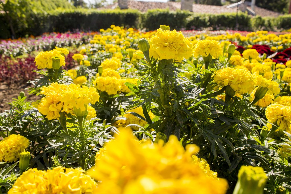 Натиснете снимката за да я уголемите

Име:IMG_0564.jpg
Прегледи:1
Размер:205.9 КБ
ID:5403886