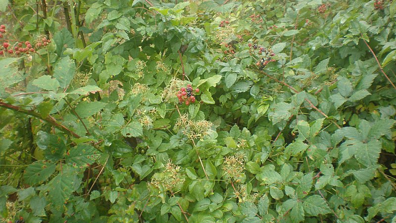 Натиснете снимката за да я уголемите

Име:P9161420.jpg
Прегледи:1
Размер:133.3 КБ
ID:5408354