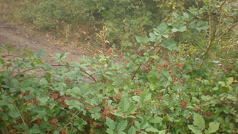 Натиснете снимката за да я уголемите

Име:P9161422.jpg
Прегледи:1
Размер:155.1 КБ
ID:5408356