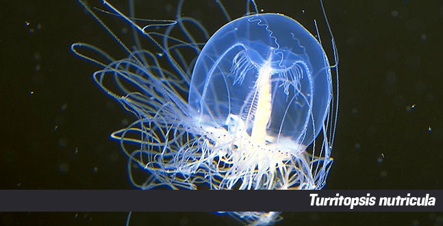 Натиснете снимката за да я уголемите

Име:1262723351_turritopsis-nutricula.jpg
Прегледи:1
Размер:54.2 КБ
ID:5988374