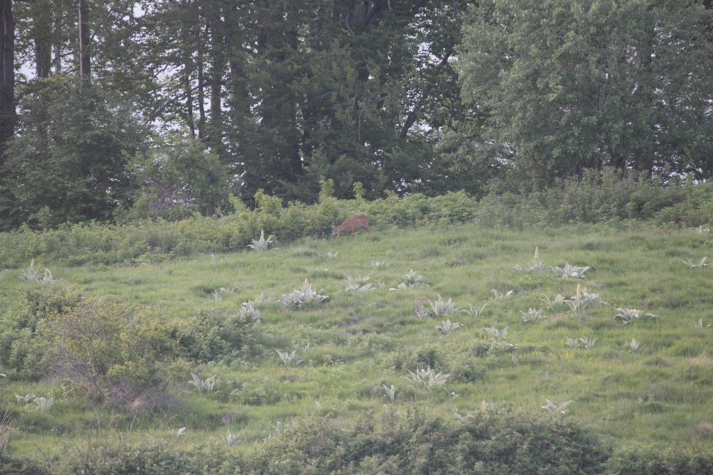 Натиснете снимката за да я уголемите

Име:IMG_5738.jpg
Прегледи:1
Размер:186.8 КБ
ID:5419750