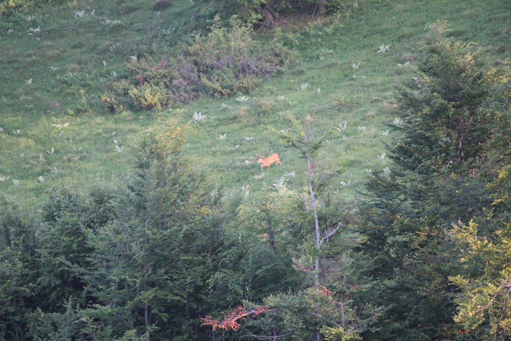 Натиснете снимката за да я уголемите

Име:IMG_5751.jpg
Прегледи:1
Размер:215.9 КБ
ID:5419751