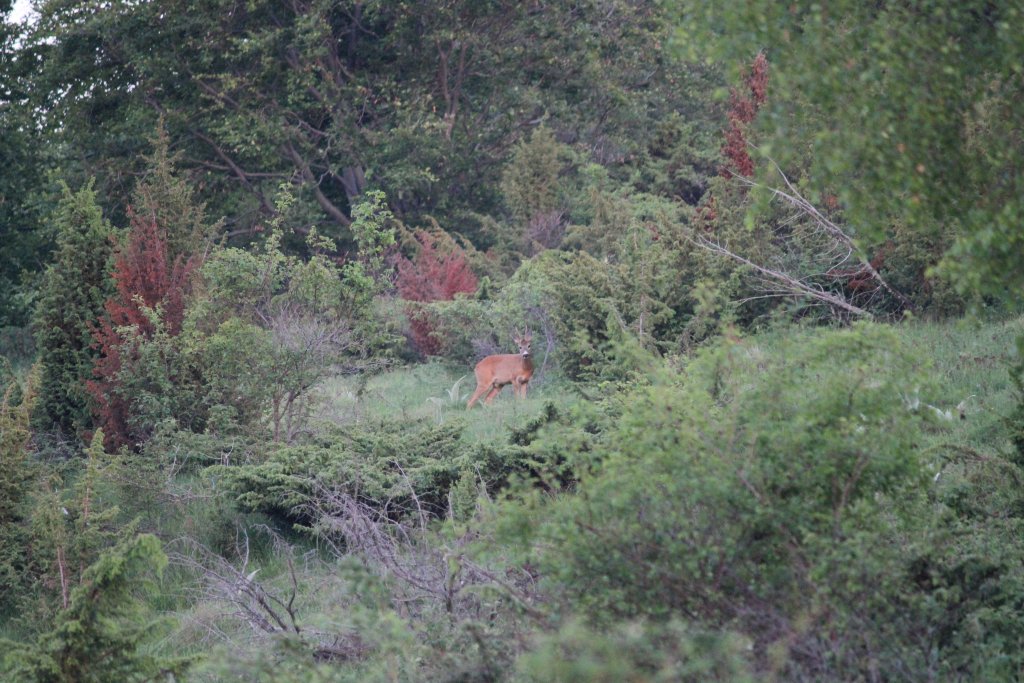 Натиснете снимката за да я уголемите

Име:IMG_5763.jpg
Прегледи:1
Размер:182.3 КБ
ID:5419753