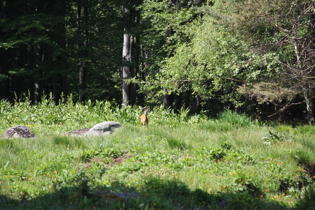 Натиснете снимката за да я уголемите

Име:IMG_5797.jpg
Прегледи:1
Размер:245.3 КБ
ID:5419754