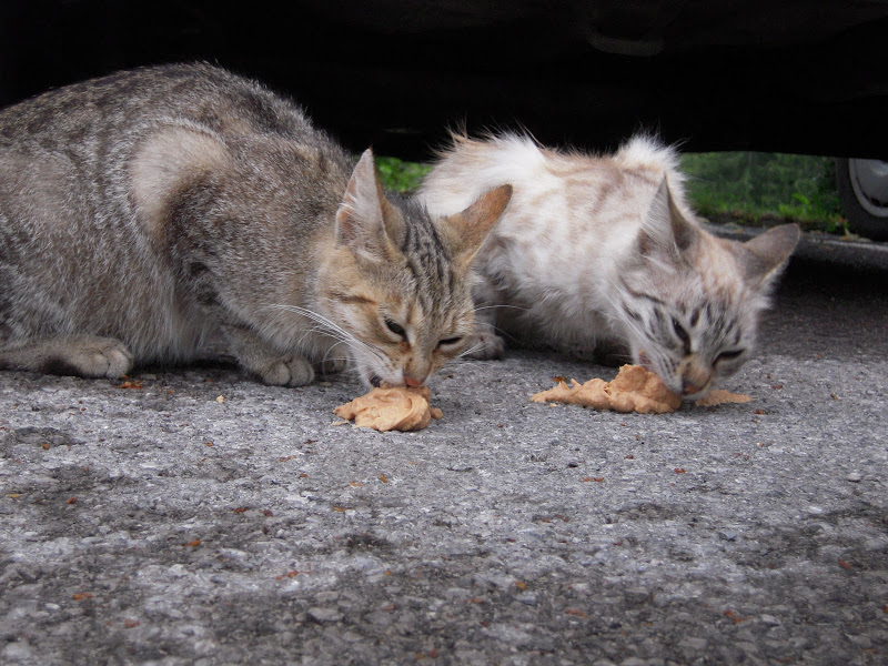 Натиснете снимката за да я уголемите

Име:Slovenia_July 2010 407.jpg
Прегледи:1
Размер:174.5 КБ
ID:5990564