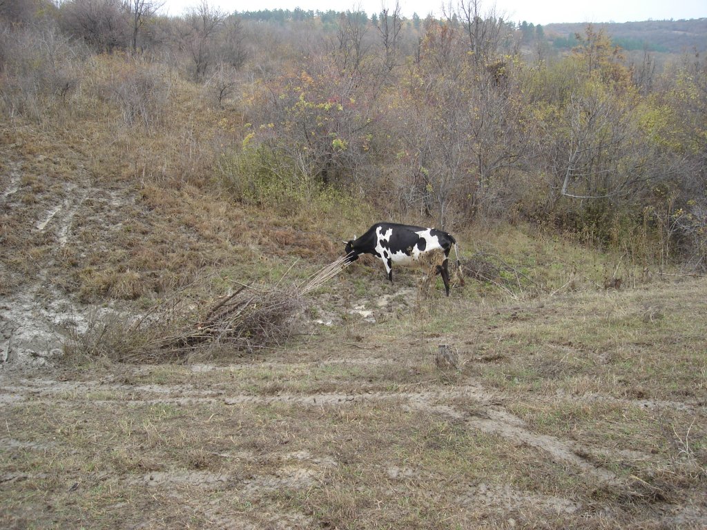 Натиснете снимката за да я уголемите

Име:DSC01033.jpg
Прегледи:1
Размер:261.8 КБ
ID:5427343