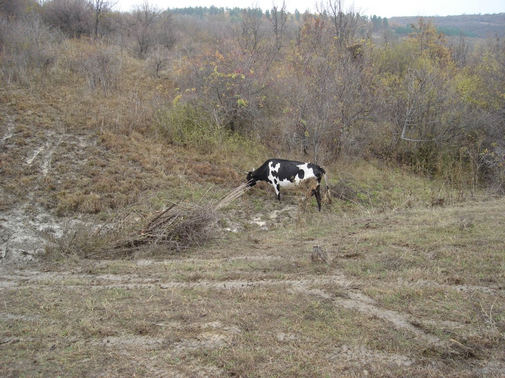 Натиснете снимката за да я уголемите

Име:DSC01033.jpg
Прегледи:1
Размер:261.8 КБ
ID:5427343