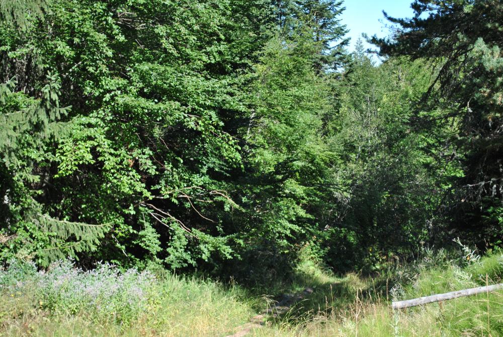 Натиснете снимката за да я уголемите

Име:DSC_1793.jpg
Прегледи:1
Размер:257.8 КБ
ID:5444788