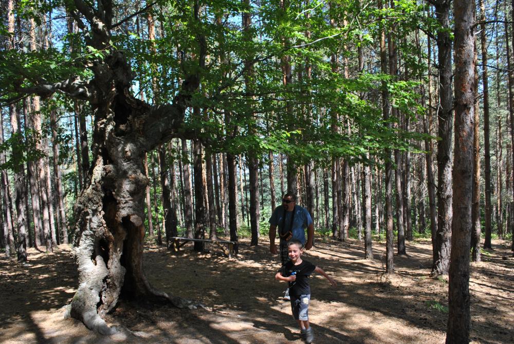 Натиснете снимката за да я уголемите

Име:DSC_1848.jpg
Прегледи:1
Размер:240.8 КБ
ID:5444801