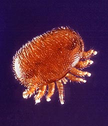 Натиснете снимката за да я уголемите

Име:Varroa_Mite.jpg
Прегледи:1
Размер:11.5 КБ
ID:5469956