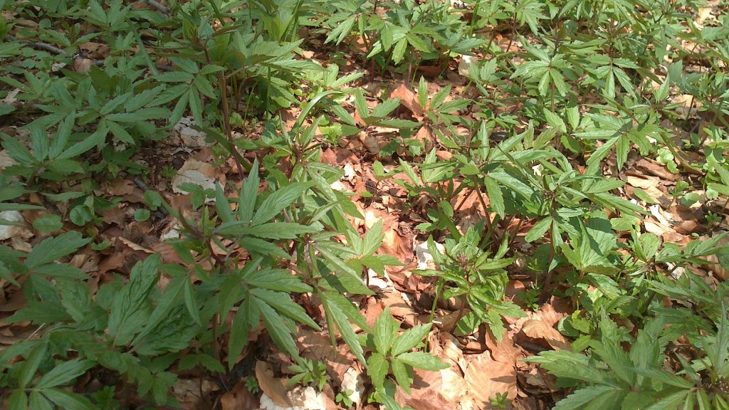 Натиснете снимката за да я уголемите

Име:DSC_1566.jpg
Прегледи:1
Размер:204.4 КБ
ID:5474428