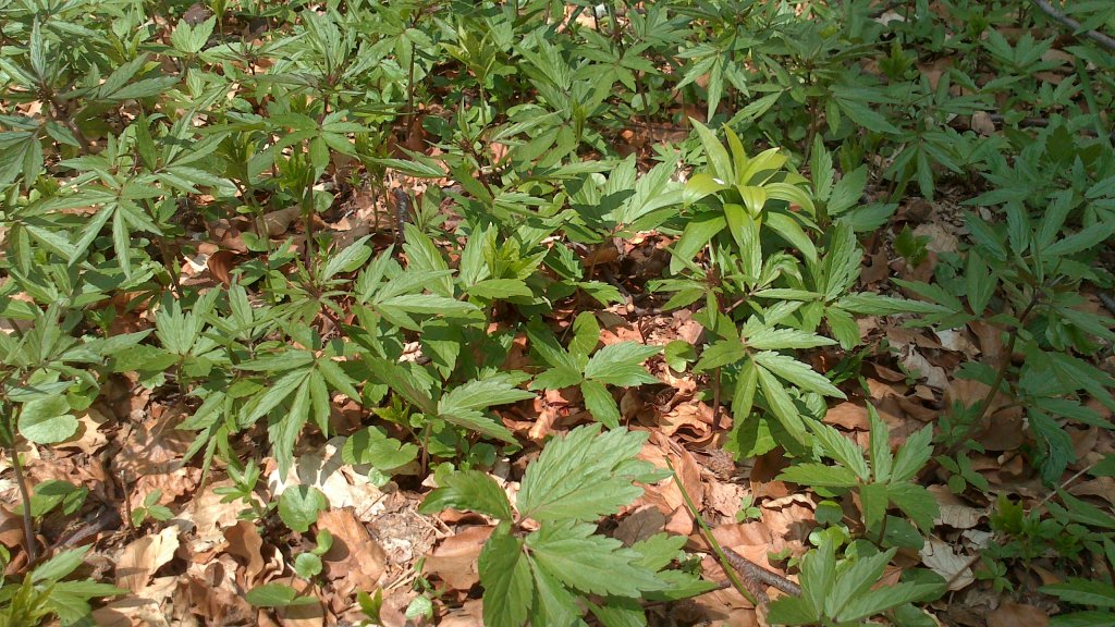 Натиснете снимката за да я уголемите

Име:DSC_1567.jpg
Прегледи:1
Размер:209.2 КБ
ID:5474429