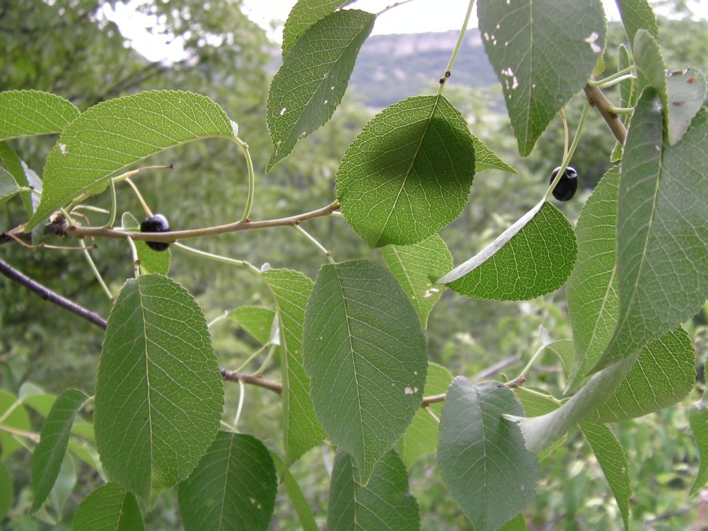 Натиснете снимката за да я уголемите

Име:CAM_0003.jpg
Прегледи:1
Размер:166.3 КБ
ID:5497679