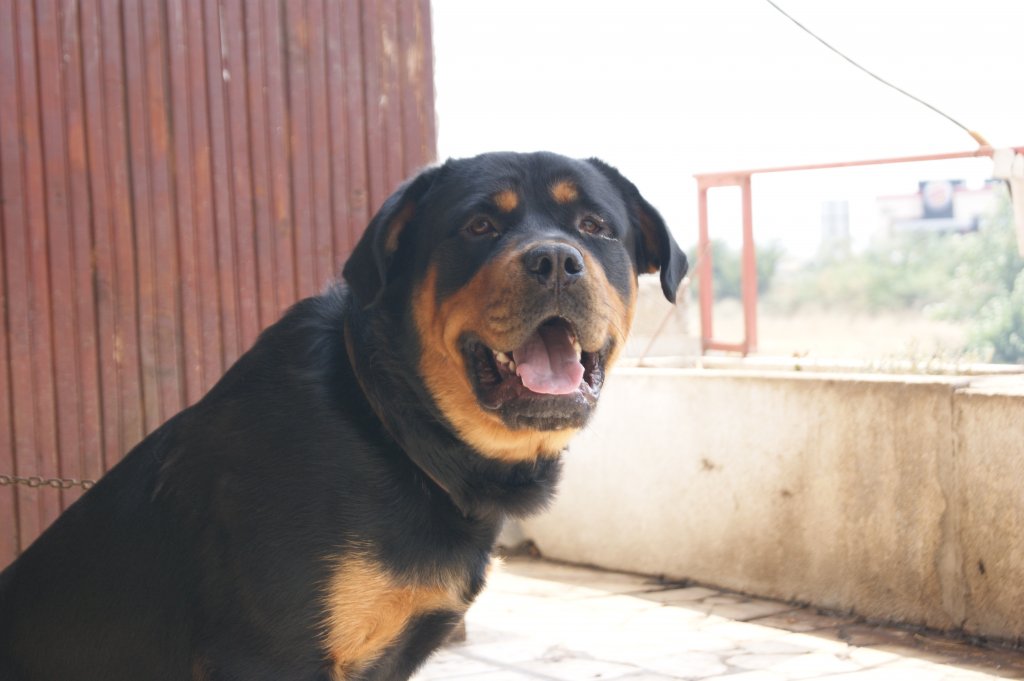 Натиснете снимката за да я уголемите

Име:DSC02005.jpg
Прегледи:1
Размер:76.2 КБ
ID:5501092