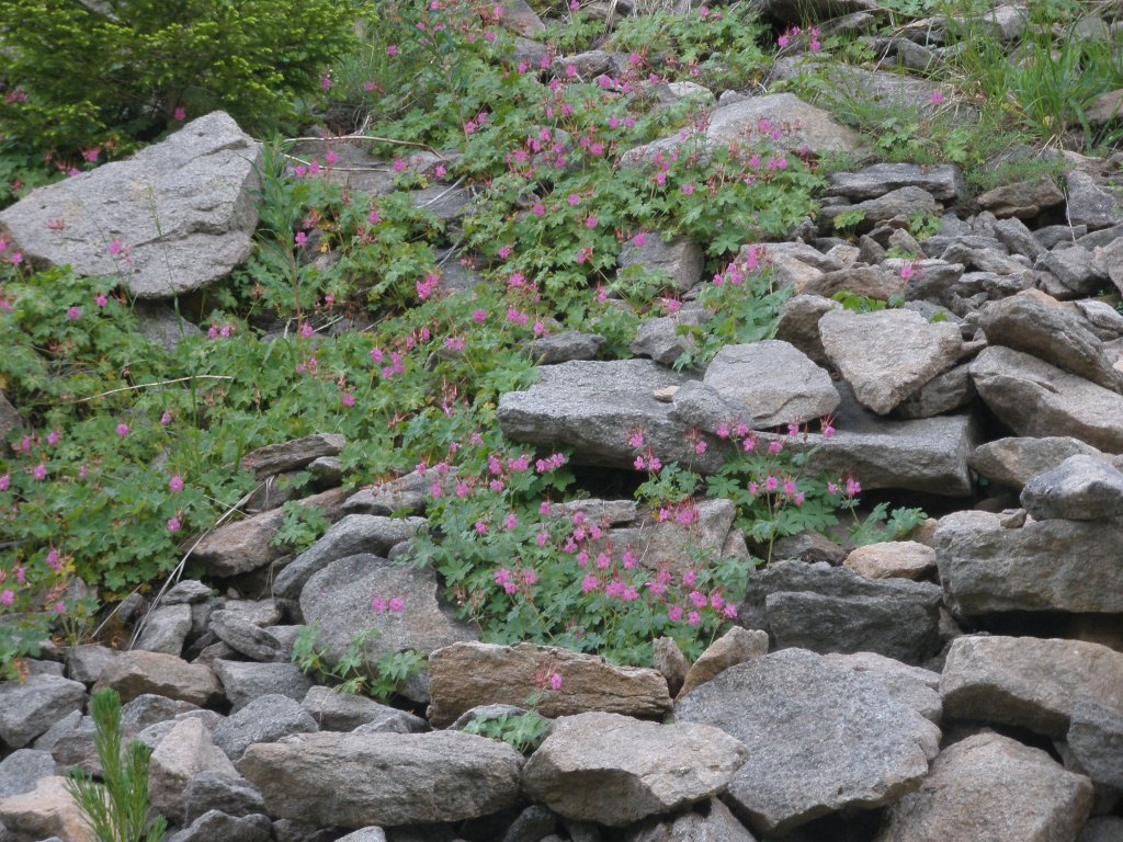 Натиснете снимката за да я уголемите

Име:P6260160.jpg
Прегледи:1
Размер:242.7 КБ
ID:5506509