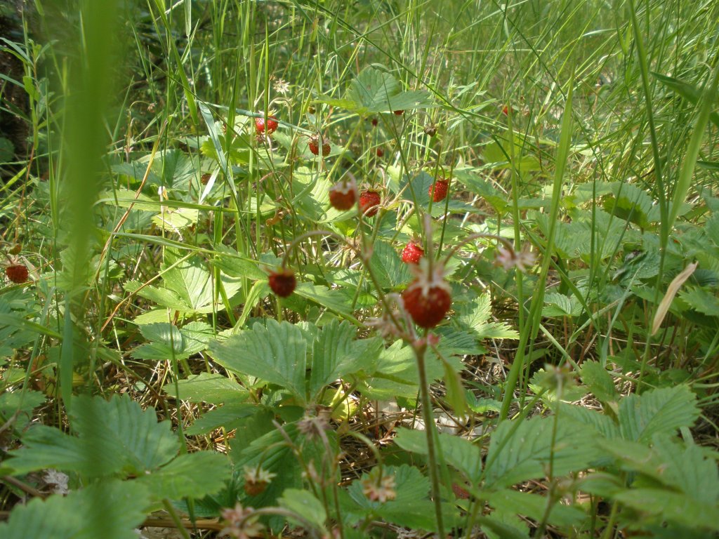 Натиснете снимката за да я уголемите

Име:P6260201.jpg
Прегледи:1
Размер:219.6 КБ
ID:5506563