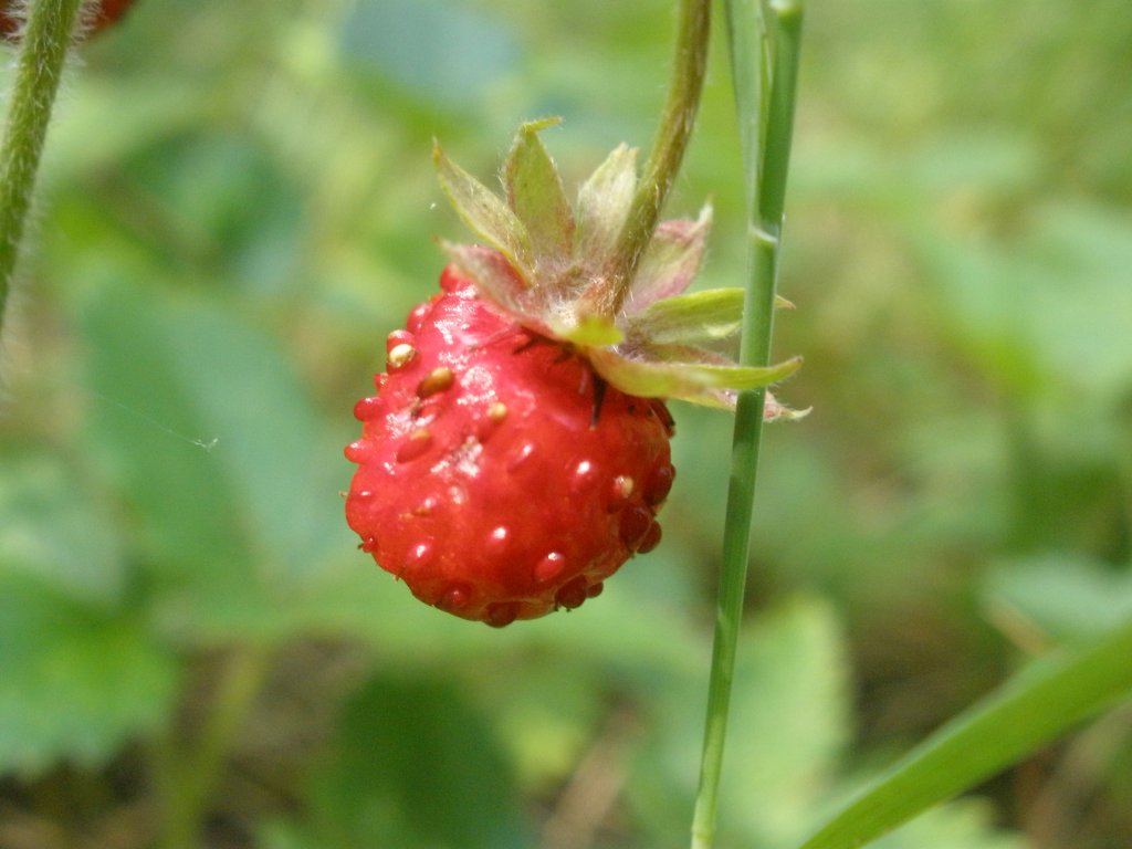 Натиснете снимката за да я уголемите

Име:P6260205.jpg
Прегледи:1
Размер:86.1 КБ
ID:5506795
