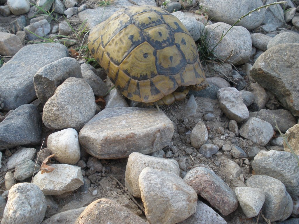 Натиснете снимката за да я уголемите

Име:P6260233.jpg
Прегледи:1
Размер:200.2 КБ
ID:5506841