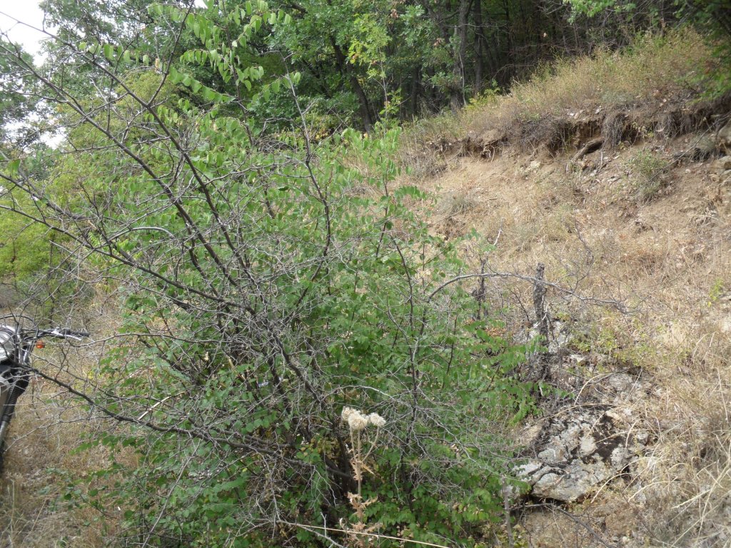 Натиснете снимката за да я уголемите

Име:SAM_0132.jpg
Прегледи:1
Размер:311.2 КБ
ID:5513523