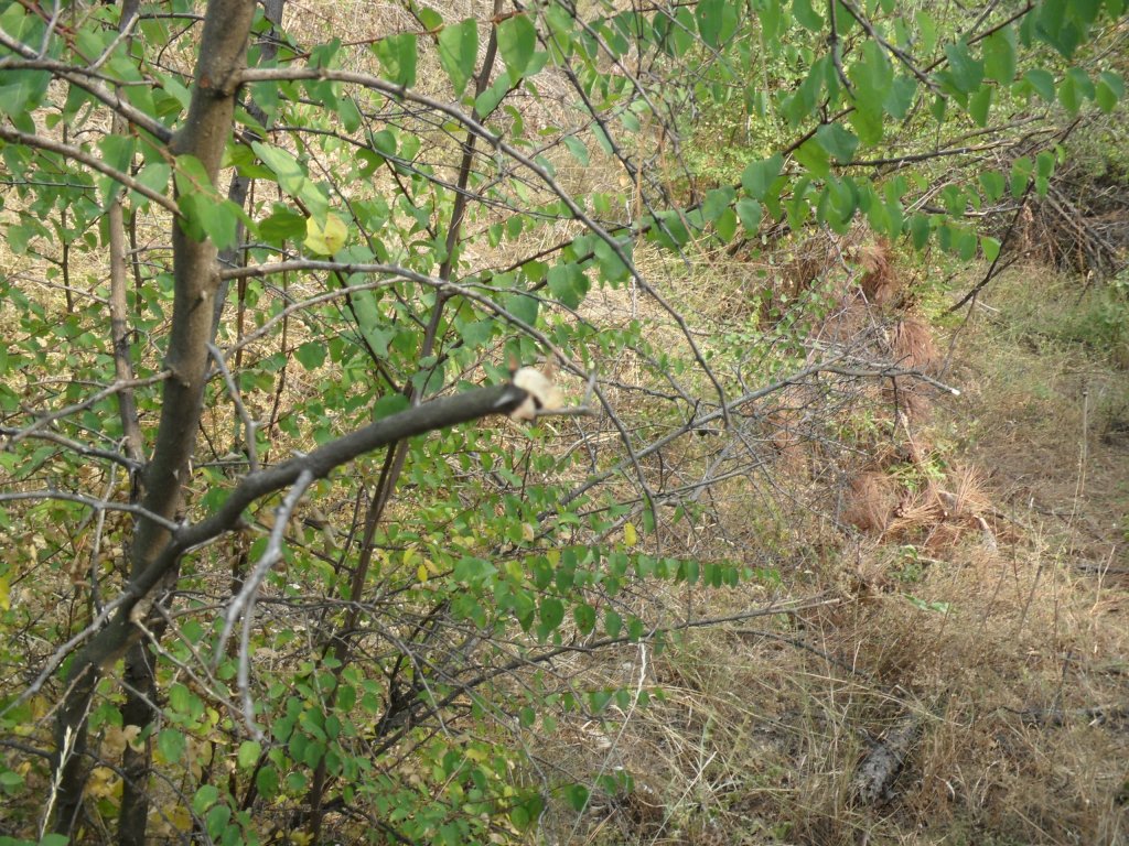 Натиснете снимката за да я уголемите

Име:SAM_0155.jpg
Прегледи:1
Размер:280.2 КБ
ID:5513546