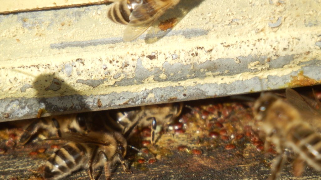 Натиснете снимката за да я уголемите

Име:PA142403.jpg
Прегледи:1
Размер:122.1 КБ
ID:5527097