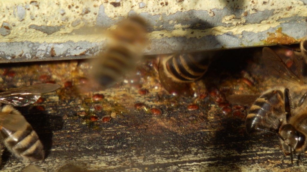 Натиснете снимката за да я уголемите

Име:PA142404.jpg
Прегледи:1
Размер:118.3 КБ
ID:5527098