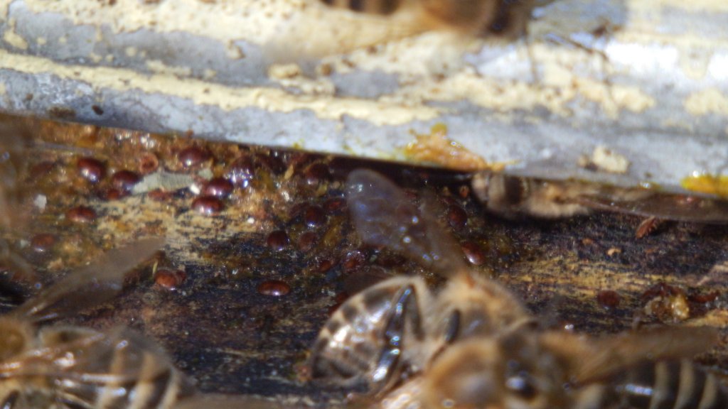 Натиснете снимката за да я уголемите

Име:PA142408.jpg
Прегледи:1
Размер:95.1 КБ
ID:5527099