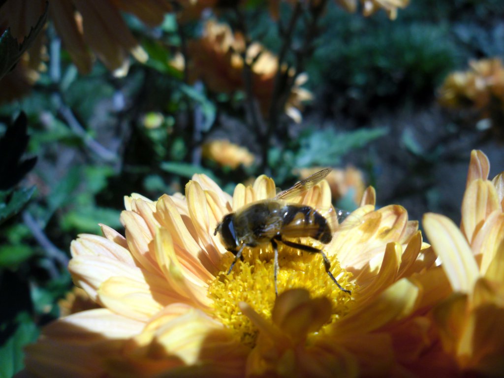 Натиснете снимката за да я уголемите

Име:SAM_4441.jpg
Прегледи:1
Размер:102.8 КБ
ID:5534804