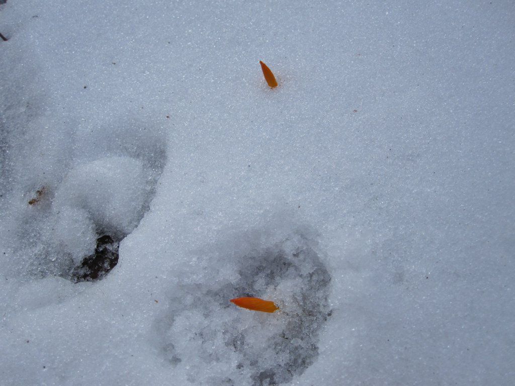 Натиснете снимката за да я уголемите

Име:IMG_0085.jpg
Прегледи:1
Размер:128.1 КБ
ID:6044275