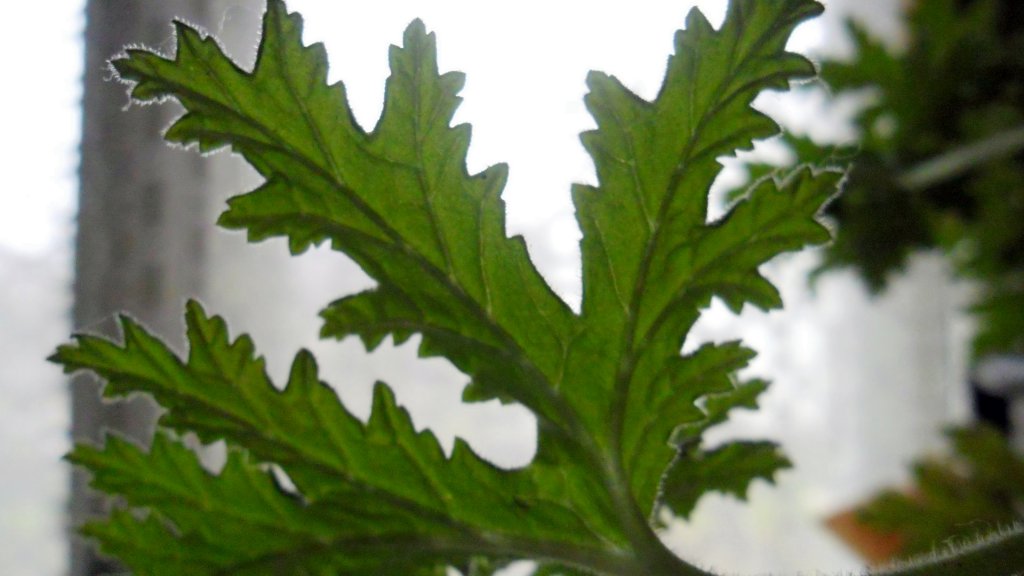 Натиснете снимката за да я уголемите

Име:SAM_4777.jpg
Прегледи:1
Размер:76.4 КБ
ID:5570394