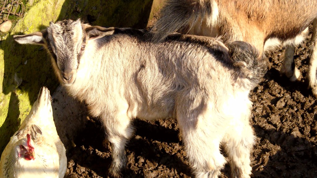 Натиснете снимката за да я уголемите

Име:SAM_4819.jpg
Прегледи:1
Размер:177.6 КБ
ID:5570398