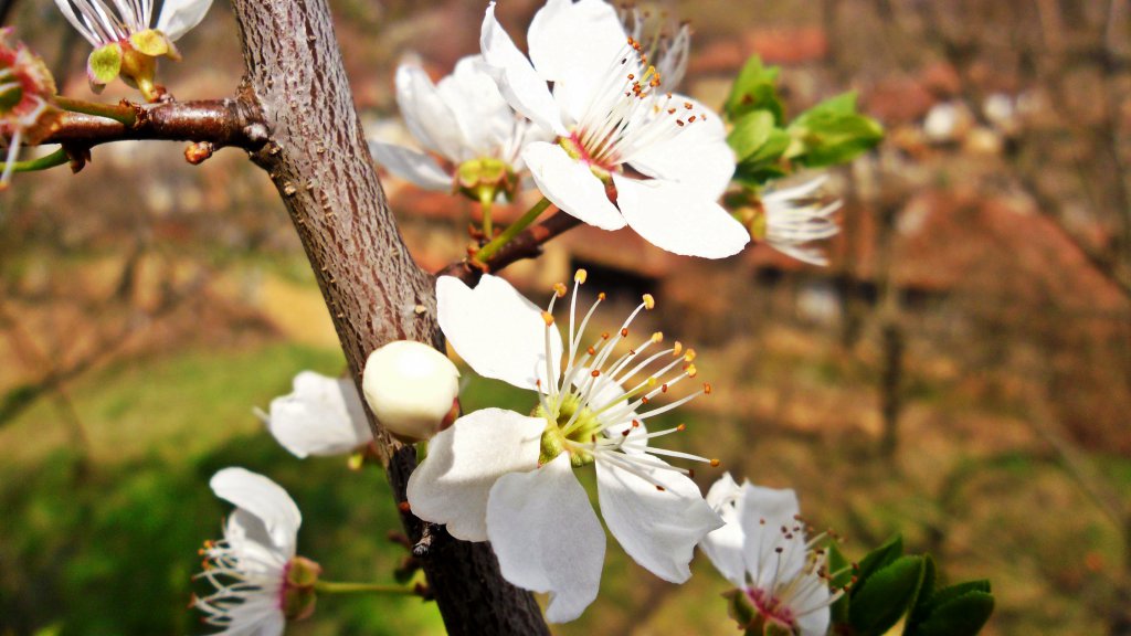 Натиснете снимката за да я уголемите

Име:SAM_4952.jpg
Прегледи:1
Размер:102.7 КБ
ID:5574631