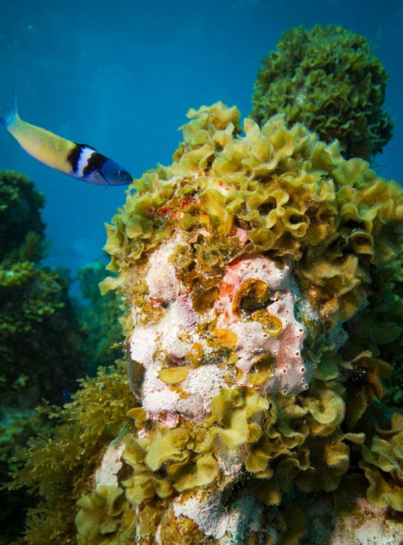 Натиснете снимката за да я уголемите

Име:underwater_sculpture_03777_038.jpg
Прегледи:1
Размер:97.1 КБ
ID:6051022