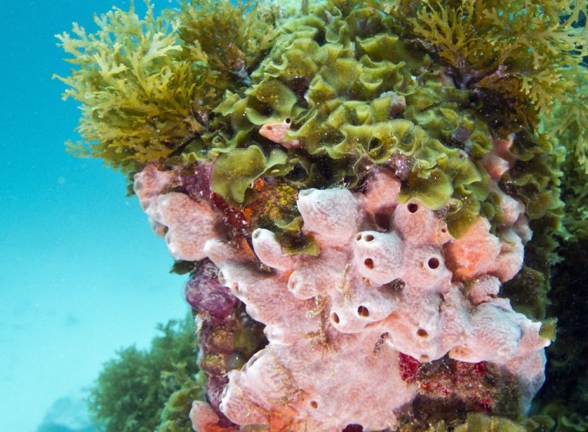 Натиснете снимката за да я уголемите

Име:underwater_sculpture_03777_040.jpg
Прегледи:1
Размер:107.9 КБ
ID:6051024