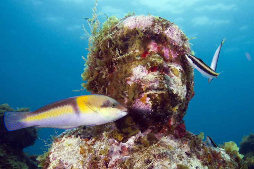 Натиснете снимката за да я уголемите

Име:underwater_sculpture_03777_042.jpg
Прегледи:1
Размер:79.8 КБ
ID:6051026