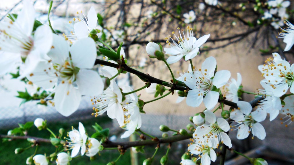 Натиснете снимката за да я уголемите

Име:SAM_4922.jpg
Прегледи:1
Размер:116.1 КБ
ID:5575938