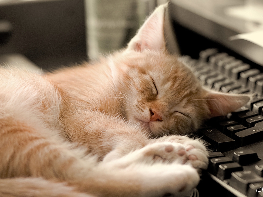 Натиснете снимката за да я уголемите

Име:Sleeping_cat_on_keyboard_Wallpaper_1024x768_wallpaperhere.jpg
Прегледи:1
Размер:407.6 КБ
ID:6051754