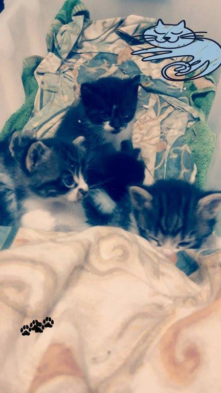 Натиснете снимката за да я уголемите

Име:косъм_2.jpg
Прегледи:1
Размер:65.0 КБ
ID:6087927