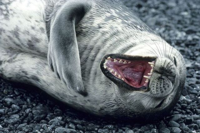 Натиснете снимката за да я уголемите

Име:rofl-seal-big.jpg
Прегледи:1
Размер:58.9 КБ
ID:5678511