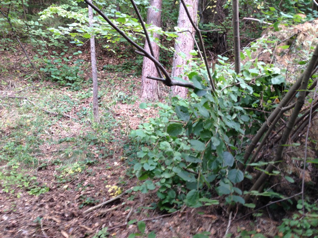 Натиснете снимката за да я уголемите

Име:IMG_3106.jpg
Прегледи:1
Размер:266.3 КБ
ID:5679806