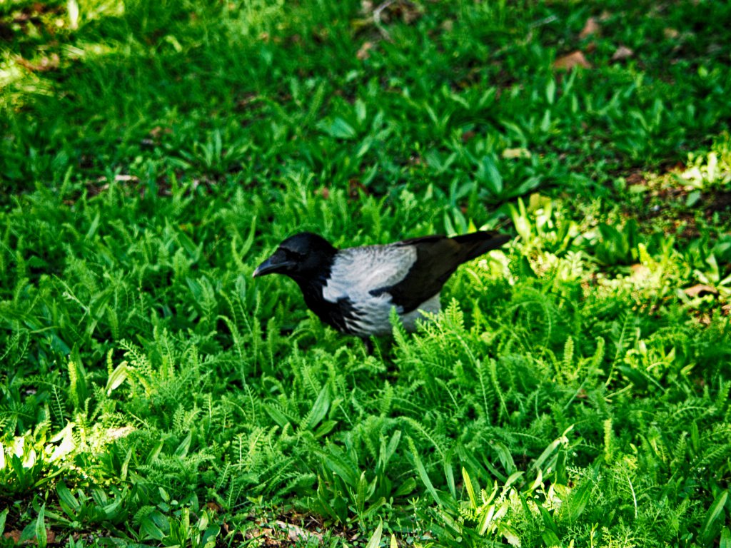 Натиснете снимката за да я уголемите

Име:PA110020.jpg
Прегледи:1
Размер:245.1 КБ
ID:5686631