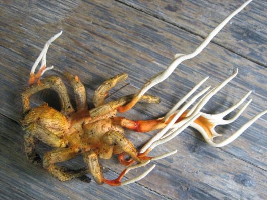 Натиснете снимката за да я уголемите

Име:tarantula.jpg
Прегледи:2
Размер:133.2 КБ
ID:5975007