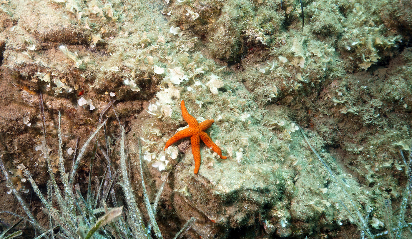 Натиснете снимката за да я уголемите  Име:SeaStar.jpg Прегледи:1 Размер:721.3 КБ ID:6137046