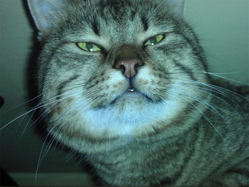 Натиснете снимката за да я уголемите

Име:kot.jpg
Прегледи:1
Размер:139.7 КБ
ID:5659152